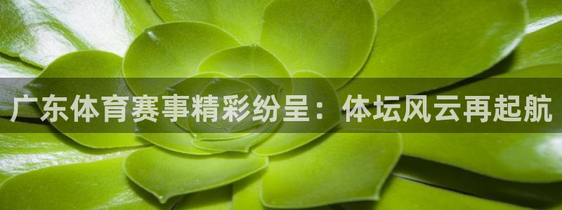 广东体育赛事精彩纷呈：体坛风云再起航