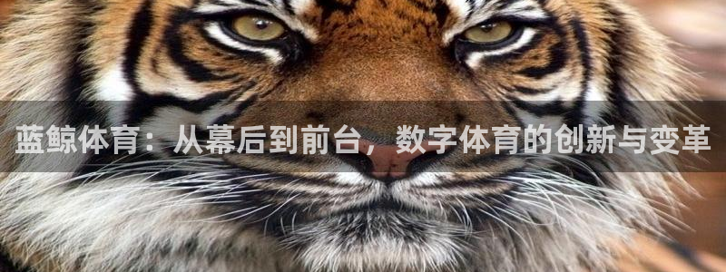 蓝鲸体育：从幕后到前台，数字体育的创新与变革