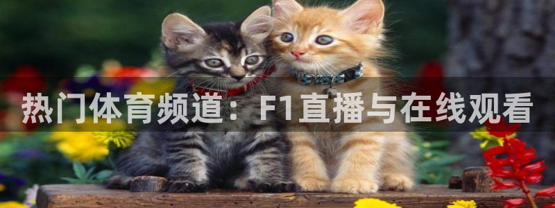 热门体育频道：F1直播与在线观看