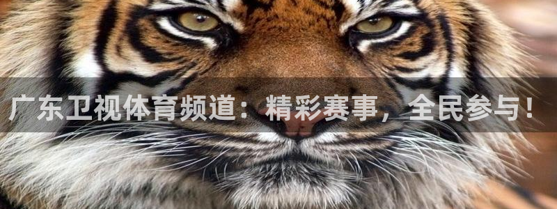 广东卫视体育频道：精彩赛事，全民参与！
