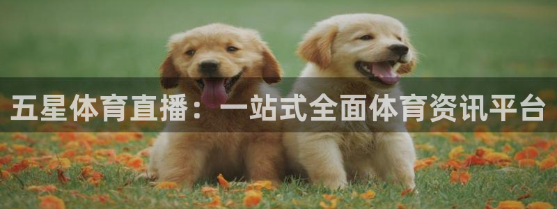 五星体育直播：一站式全面体育资讯平台